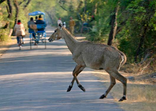 traveldilse-Discover Bharatpur